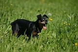 PINSCHER NAIN 089